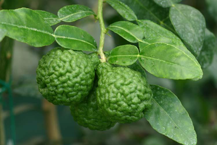 Fruits et feuilles de kaffir (combava)